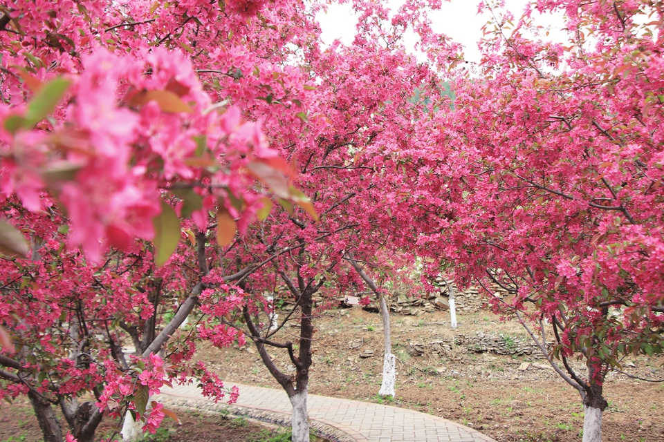 平阴榆山街道2021海棠花会发出赏花邀约——最美人间四月天海棠依旧笑春风