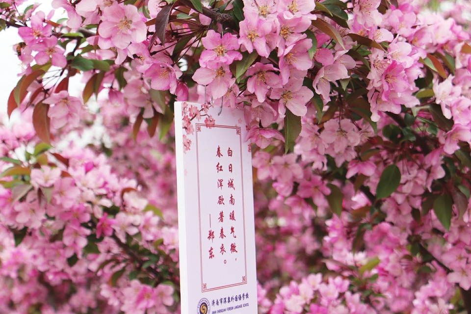 平阴榆山街道2021海棠花会发出赏花邀约——最美人间四月天海棠依旧笑春风