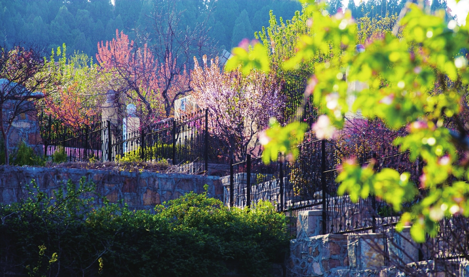 平阴榆山街道2021海棠花会发出赏花邀约——最美人间四月天海棠依旧笑春风