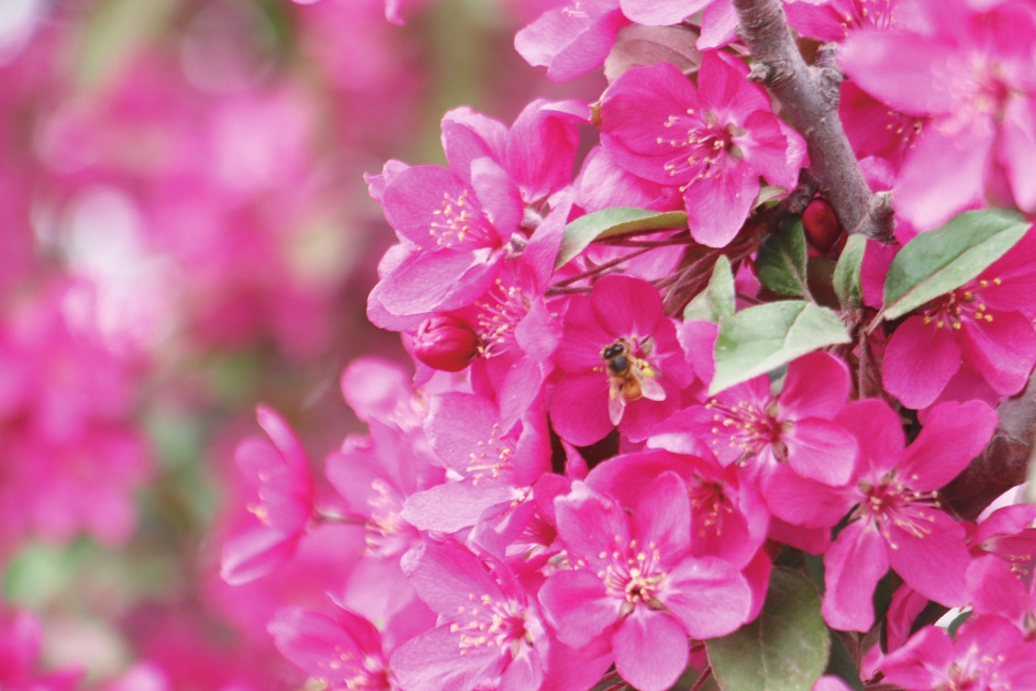 平阴榆山街道2021海棠花会发出赏花邀约——最美人间四月天海棠依旧笑春风