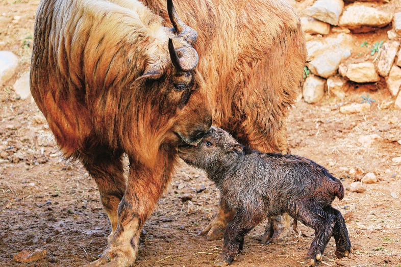 清明假日 来野生动物世界踏青赏花观萌兽吧！