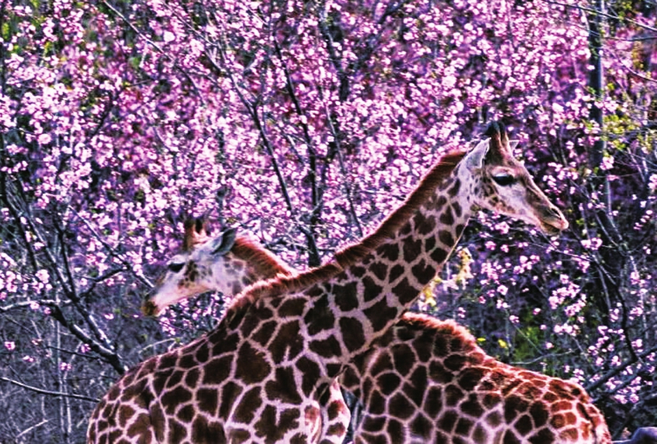 清明假日 来野生动物世界踏青赏花观萌兽吧！