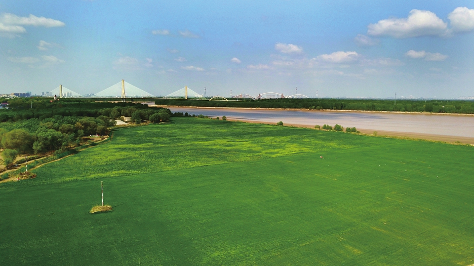 “母亲河”滩涂变绿洲