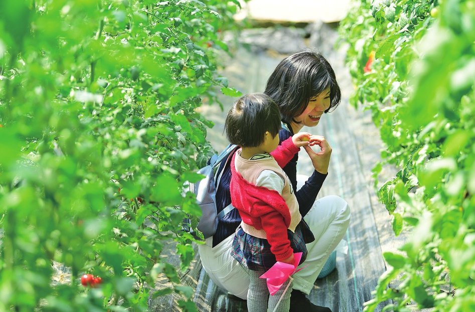 2021济南市天桥区沃小番番茄文化旅游艺术节成功举办 助力乡村振兴 打造文旅品牌