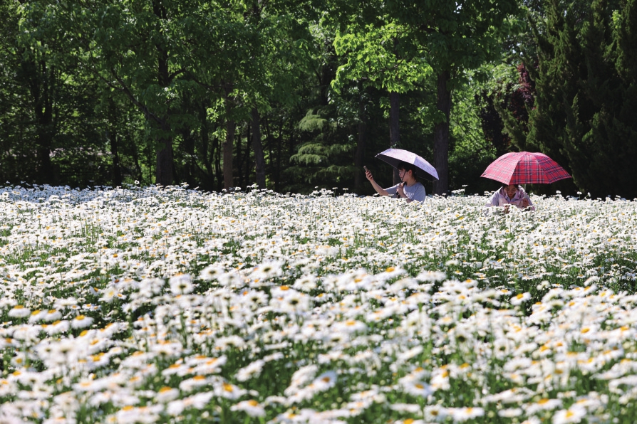 多色菊花满园开“醉”在济南植物园