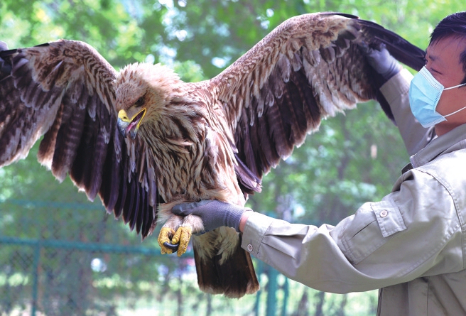 接力救护 珍稀猛禽转危为安