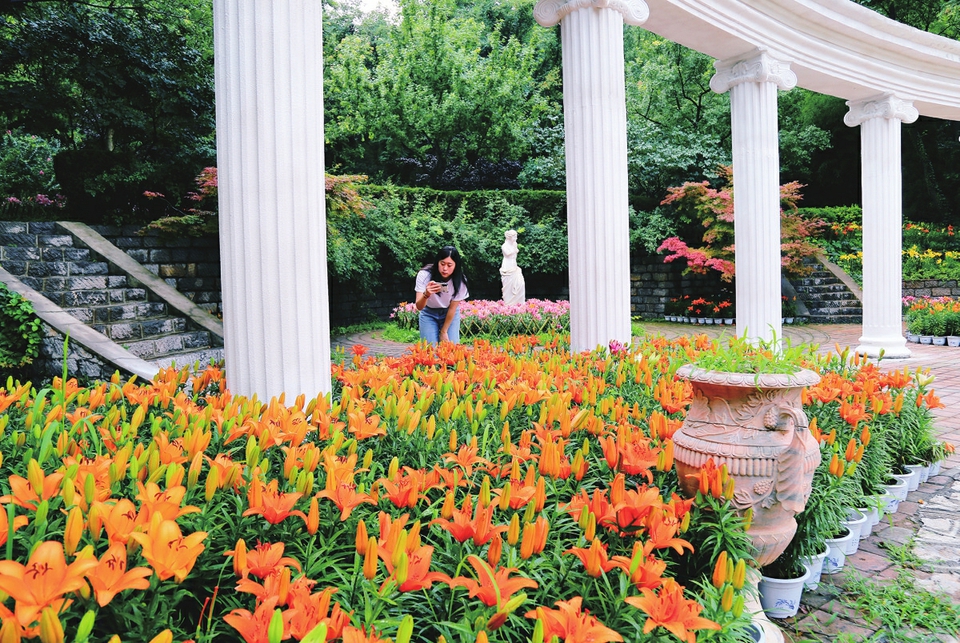 炎炎夏日，红叶谷百合花开叠泉飞瀑“清凉一夏”