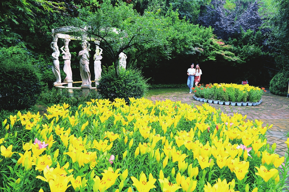 炎炎夏日，红叶谷百合花开叠泉飞瀑“清凉一夏”