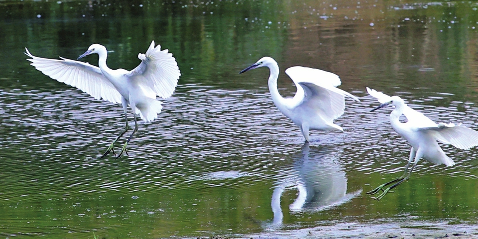 水丰泉欢响叮咚 如诗生态入画来