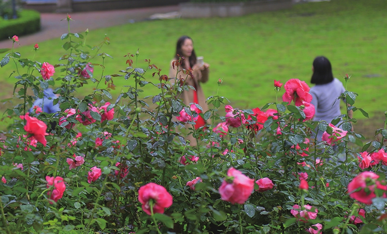 济南植物园鲜花装扮迎国庆