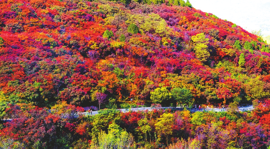 秋景如诗 秋色烂漫 红叶谷里感受秋之韵味