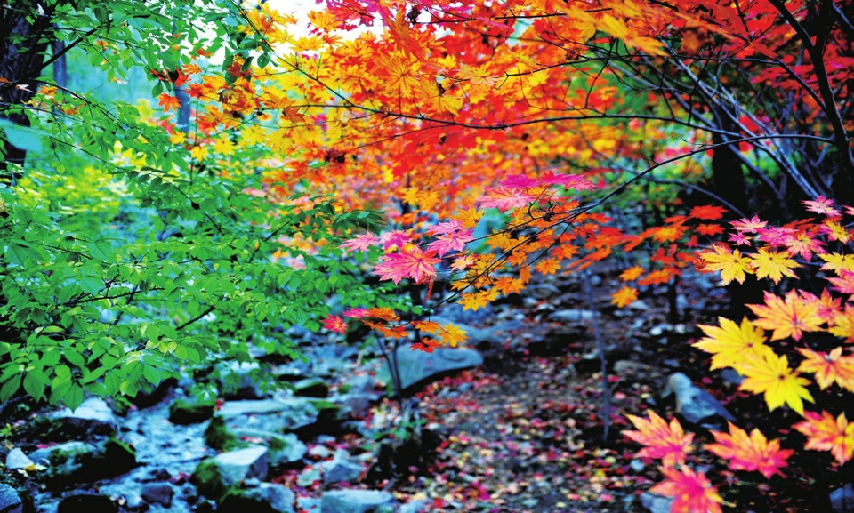 寻找最美的秋色 限定版济南的秋天已经上线