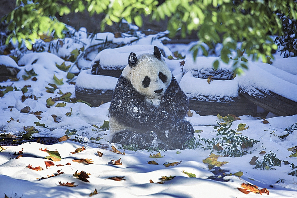 11月8日,济南动物园熊猫馆的大熊猫"雅吉"走出馆舍,在雪地