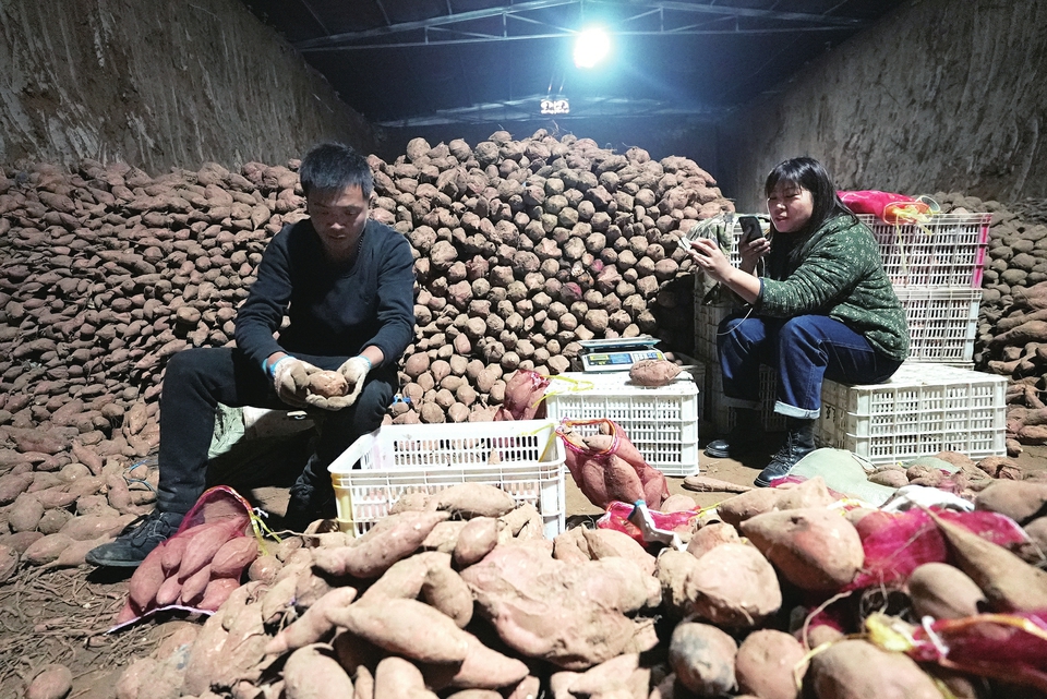 【学党史 悟思想 办实事 开新局】10万公斤蜜薯还在地窖“直播” 返乡创业人盼您搭把手