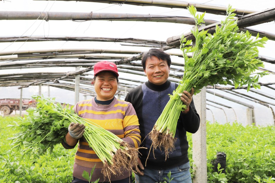 蔬菜迎丰收 菜农乐开怀