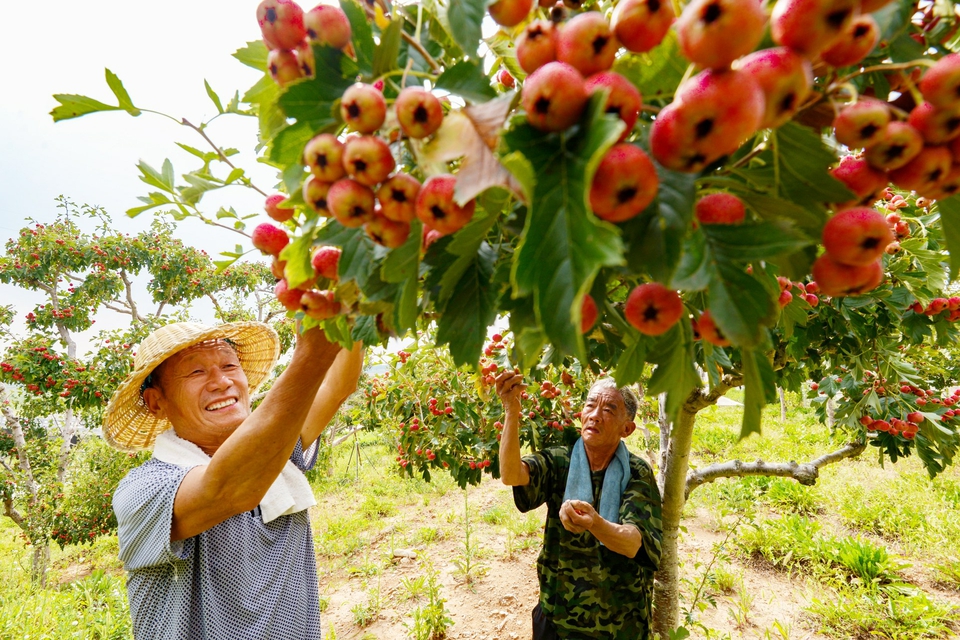 “小红星”映红致富路——牛泉镇庞家庄村成为全国乡村特色产业亿元村的背后