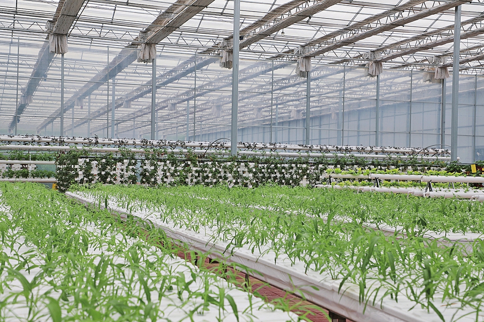 济南破局农地入市 唤醒沉睡资源