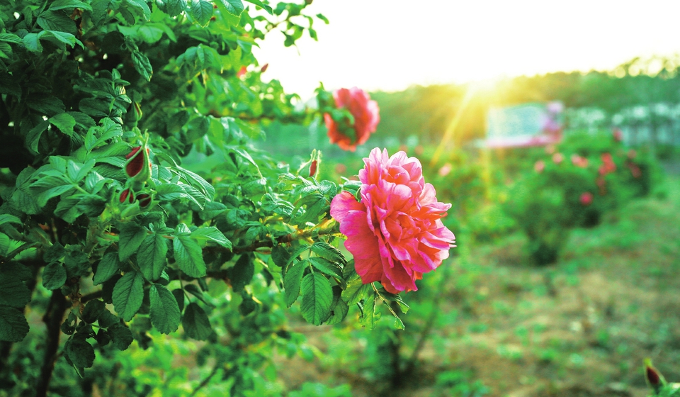 云赏玫瑰 ——人间何来此尤物？应是踏月瑶池来