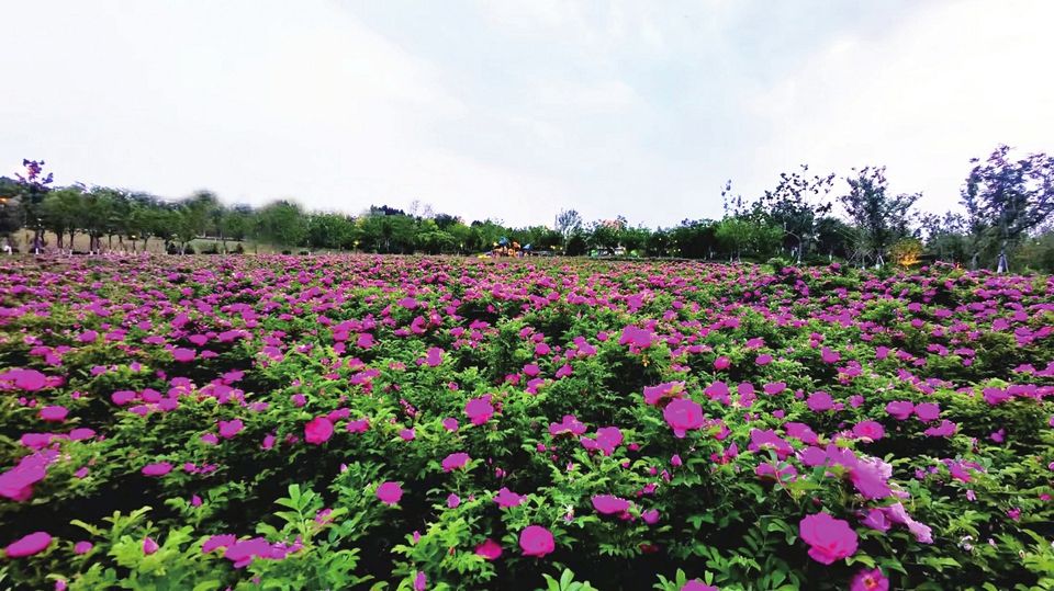 云赏玫瑰 ——人间何来此尤物？应是踏月瑶池来