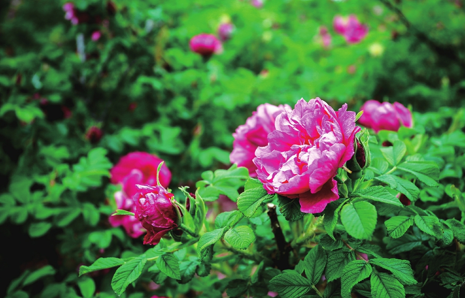 云赏玫瑰 ——人间何来此尤物？应是踏月瑶池来