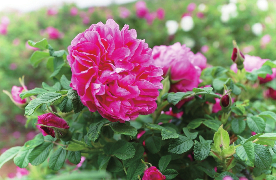 云赏玫瑰 ——人间何来此尤物？应是踏月瑶池来