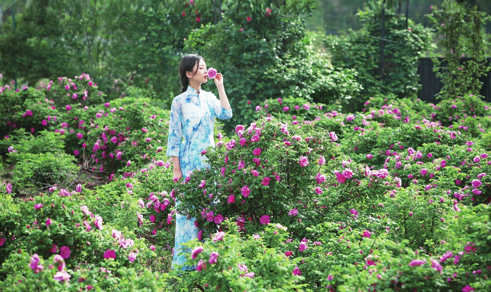 云赏玫瑰 ——人间何来此尤物？应是踏月瑶池来