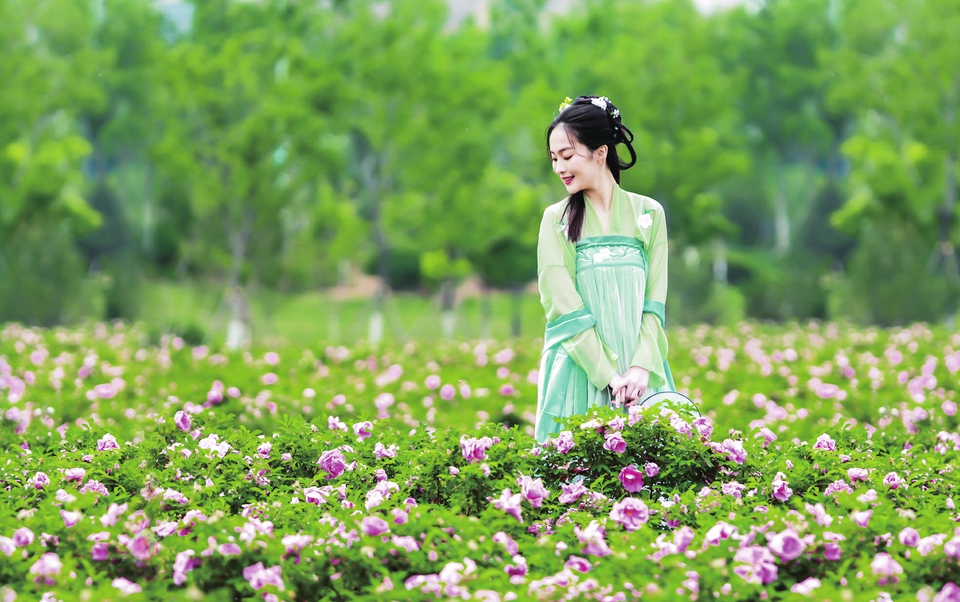 云赏玫瑰 ——人间何来此尤物？应是踏月瑶池来