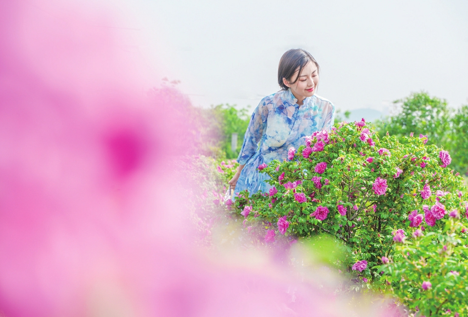 云赏玫瑰 ——人间何来此尤物？应是踏月瑶池来