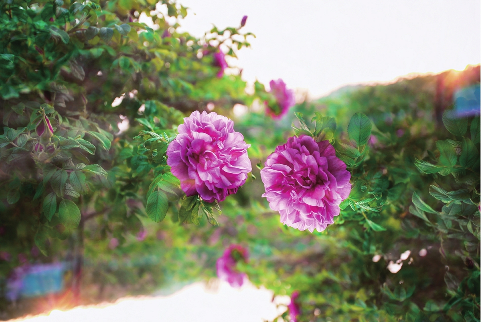 云赏玫瑰 ——人间何来此尤物？应是踏月瑶池来