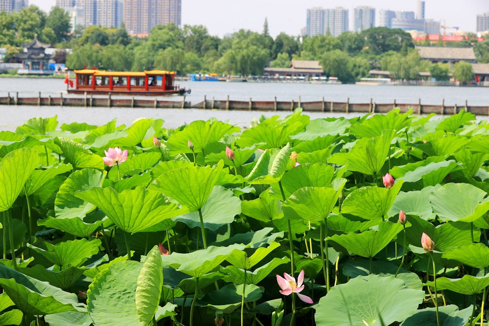 荷花初绽大明湖