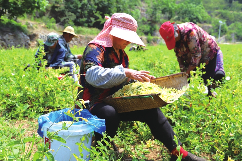 南部山区 金银花开“金银”来