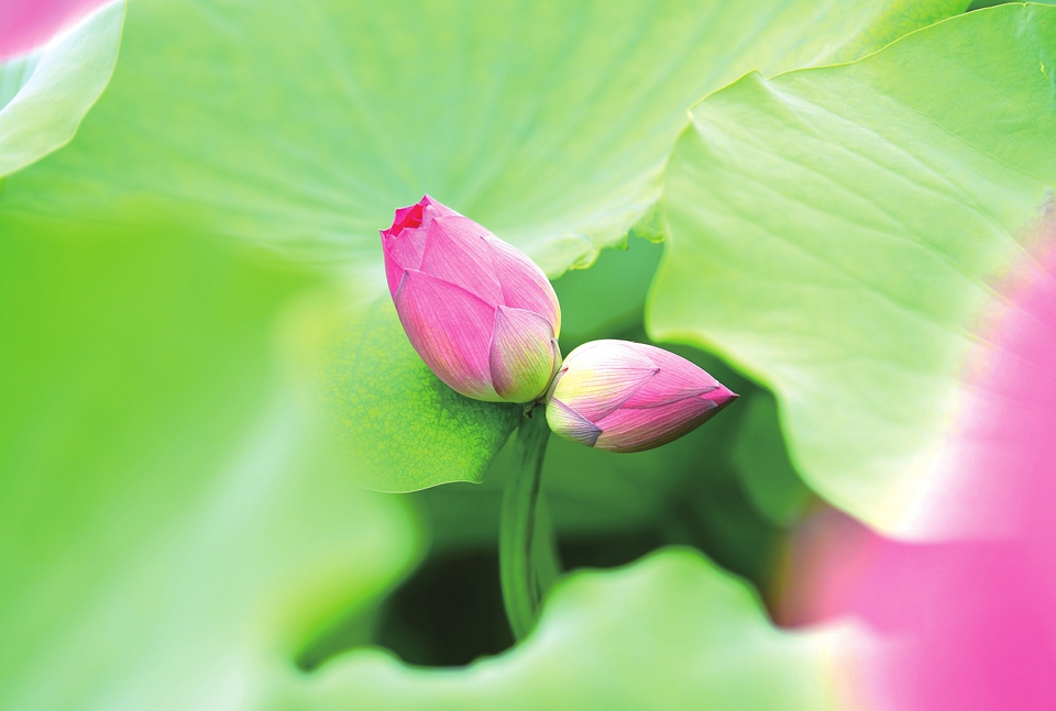 花开并蒂 好运莲莲