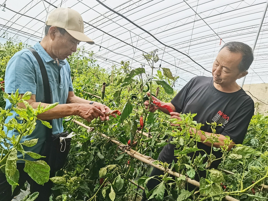 谱写“大棚经济”特色文章 乡村振兴“金钥匙”打开发展“幸福门”