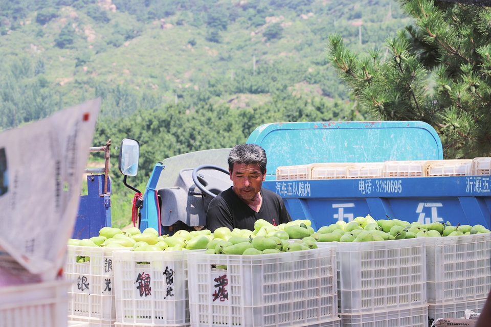 伏梨满枝采销忙