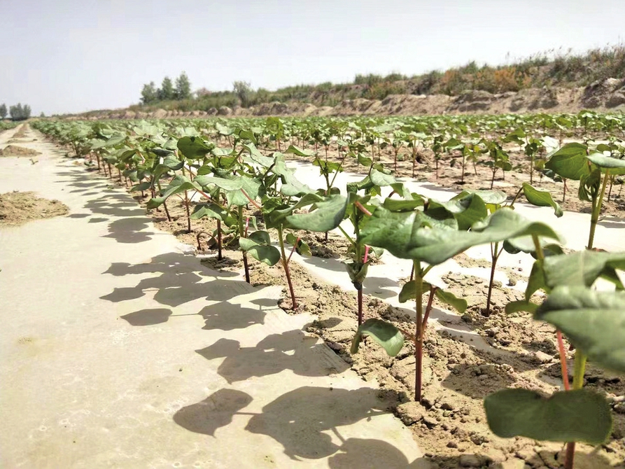 融媒·见证｜济南产固沙新材料“拯救”上百万亩新疆棉花田——大地披上隐形新衣