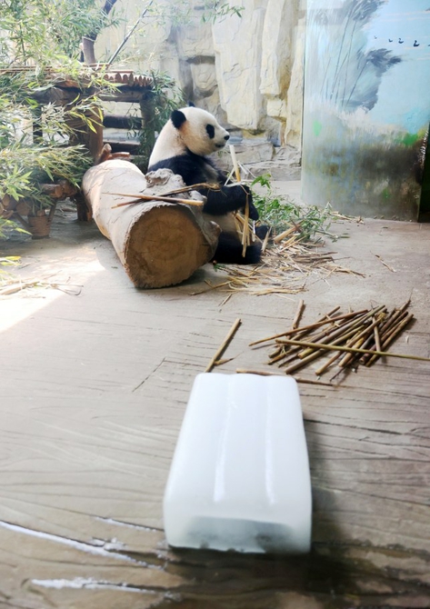 吃得好睡得香，温度舒适 大熊猫在济南好幸福