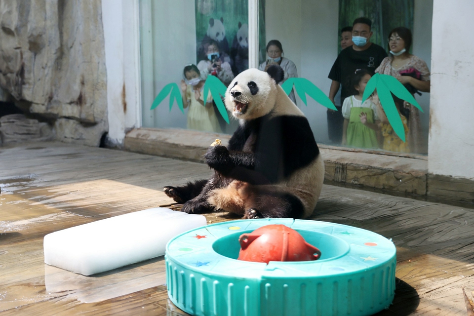 吃得好睡得香，温度舒适 大熊猫在济南好幸福