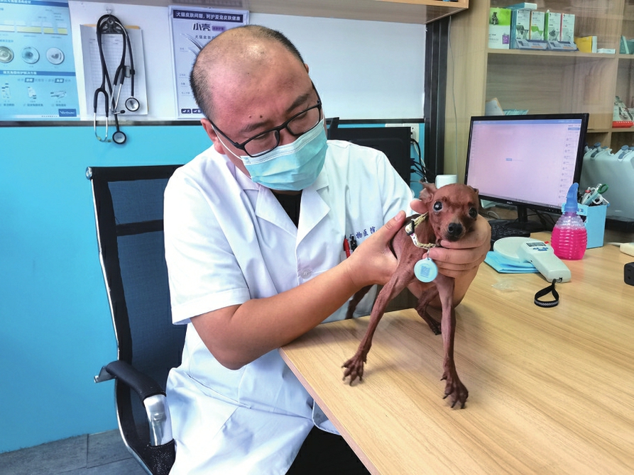 信息网络化 管理规范化 牵紧“文明绳”做文明养犬人