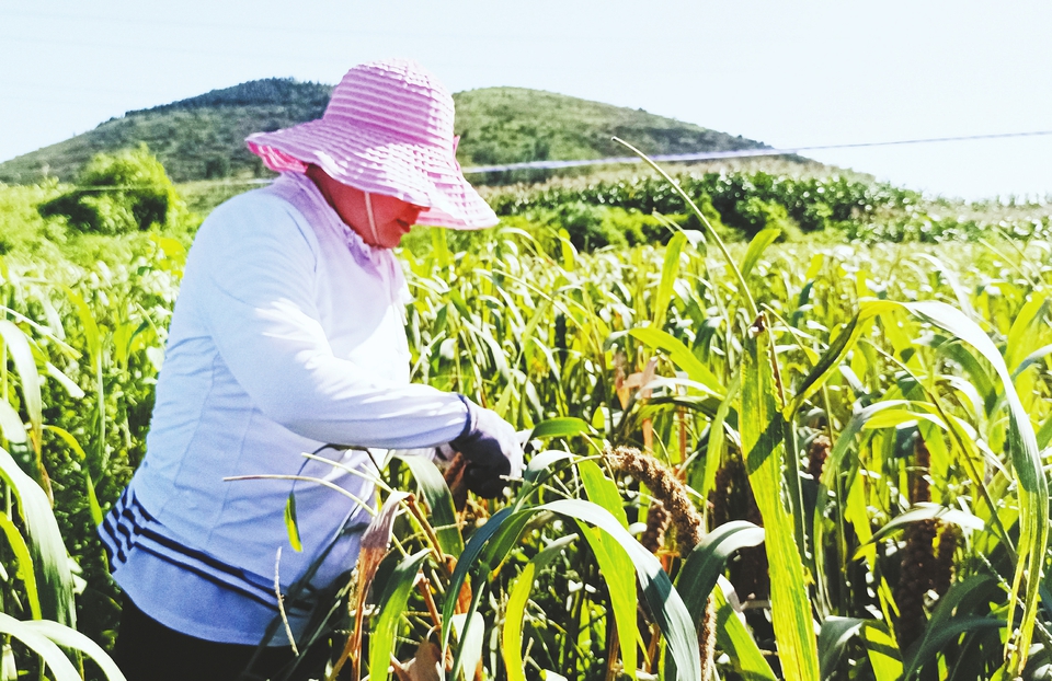 “金谷”丰收 香满初秋