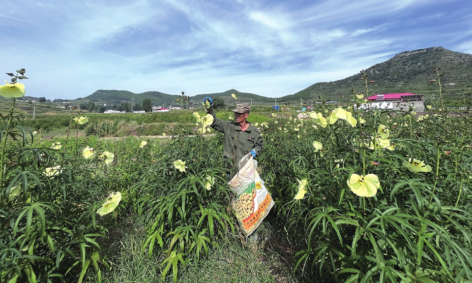 艾山街道因势利导连片种植黄蜀葵 “花经济”让土地生“金”