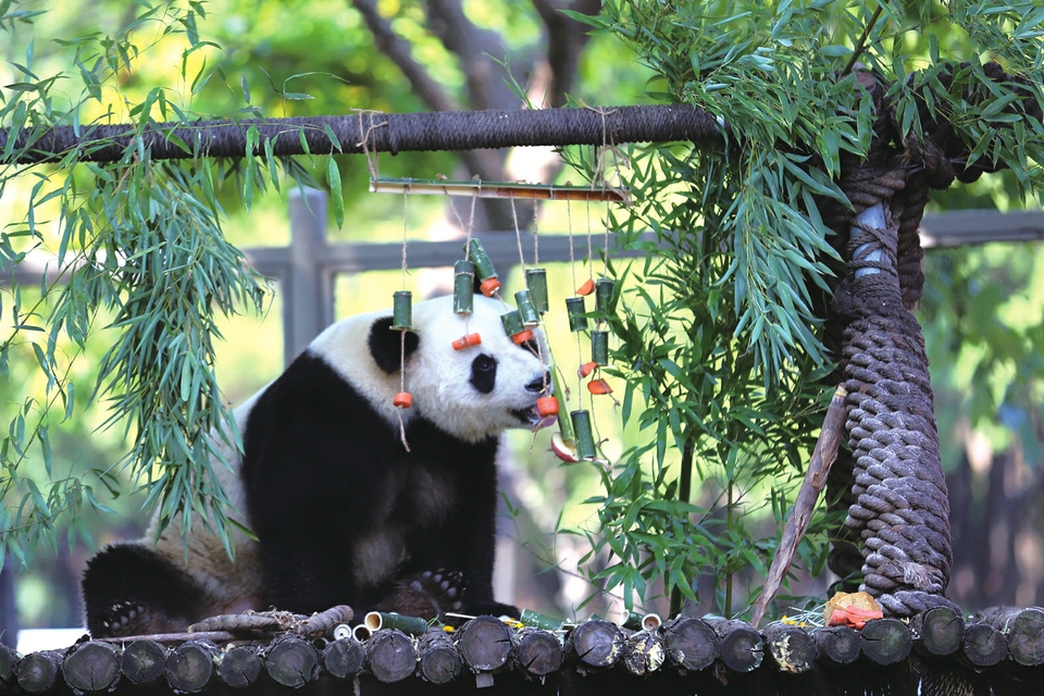 济南动物园“华奥”“雅吉”欢度国际熊猫节