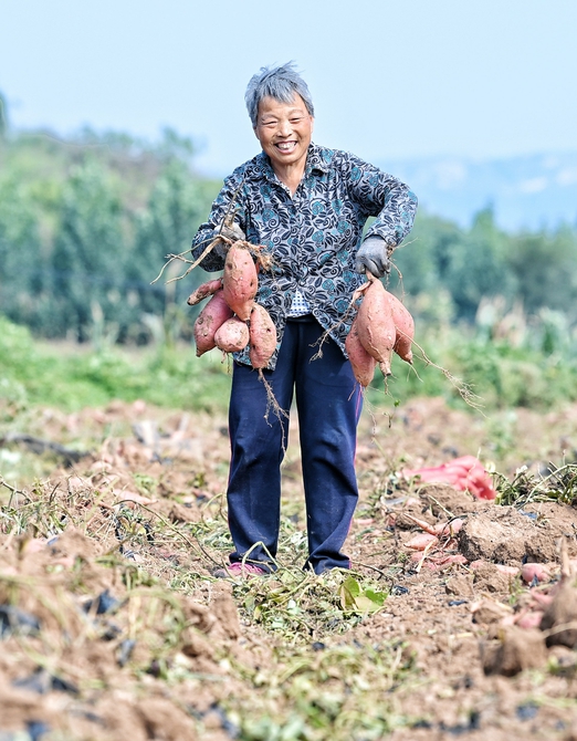 蜜薯喜丰收 日子甜蜜蜜