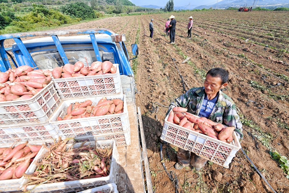 蜜薯喜丰收 日子甜蜜蜜