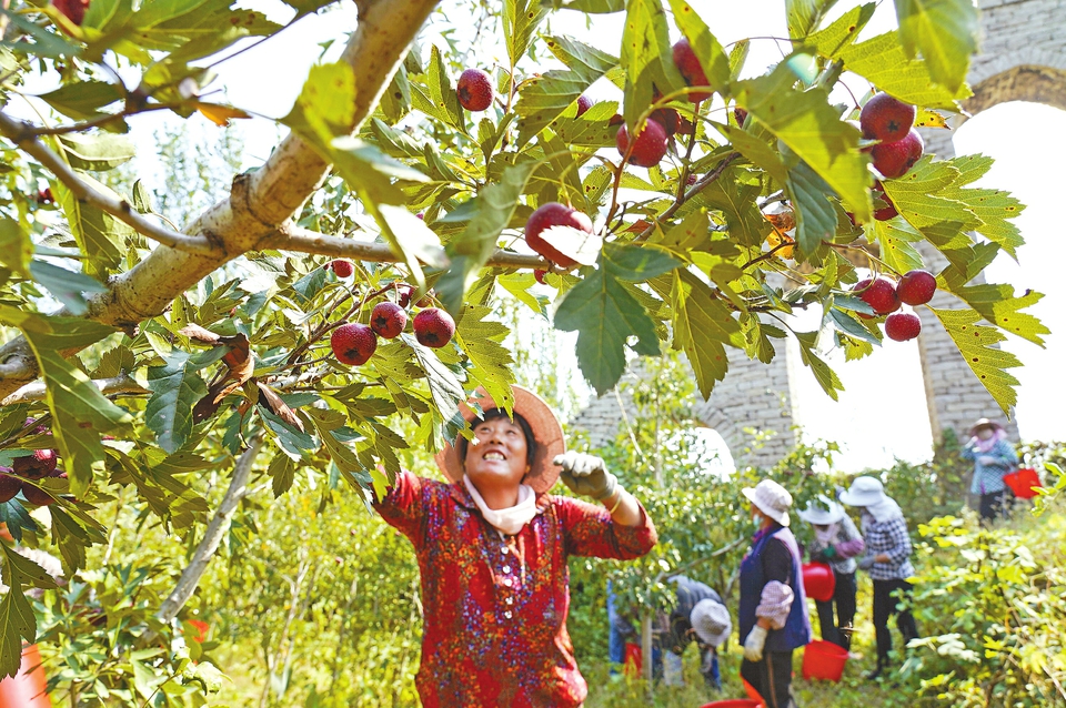 莱芜出口农产品有了新名片 山里红红到海外