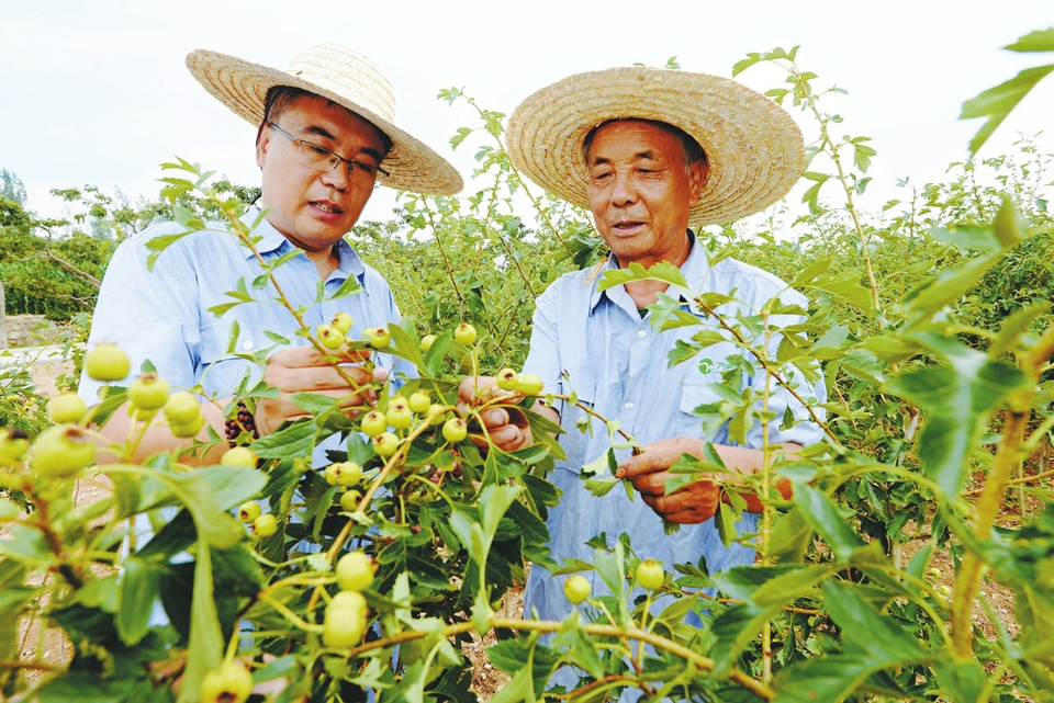 莱芜区用好用活4支力量推进乡村振兴 育强“领头雁”走好“共富路”