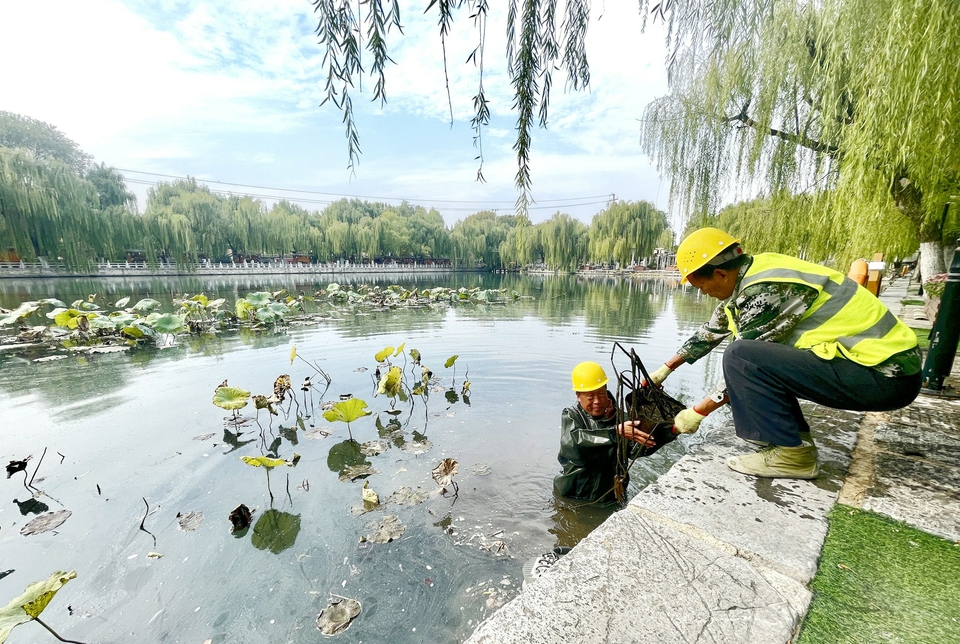 济南百花洲清理残荷涵养水质 静待来年青荷盖绿水