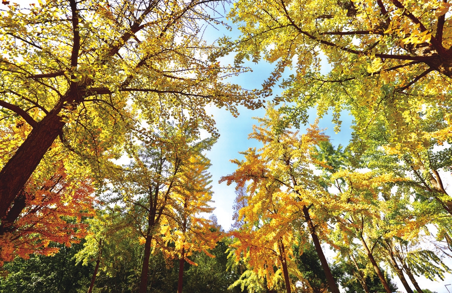 斑斓秋色染泉城