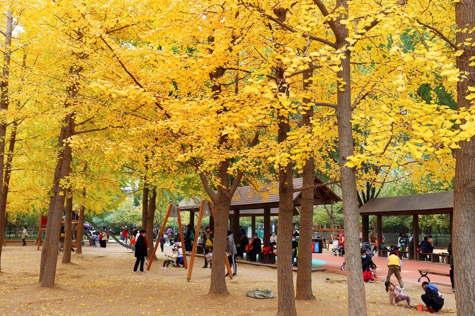 济南森林公园：缤纷秋色入画来