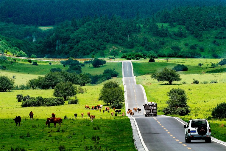 仙女山：南国第一高山草甸 ——东西部协作看发展之重庆武隆②