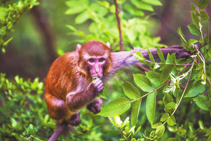 白马山旅游度假区：动植物基因库 ——东西部协作看发展之重庆武隆③